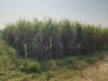  Agricultural Land for Sale in Garhmukteshwar, Hapur