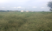  Residential Plot for Sale in Taraori, Karnal