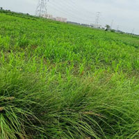  Agricultural Land for Sale in Jhajhar, Gautam Buddha Nagar