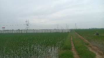  Agricultural Land for Sale in Farrukhnagar, Gurgaon