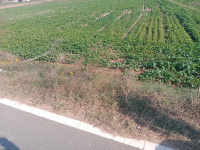  Agricultural Land for Sale in Dharuhera, Rewari