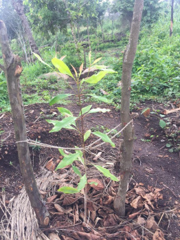 Agricultural Land for Sale in Nagercoil, Kanyakumari