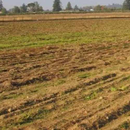 Agricultural Land 29 Bigha for Sale in Faridpur, Bareilly