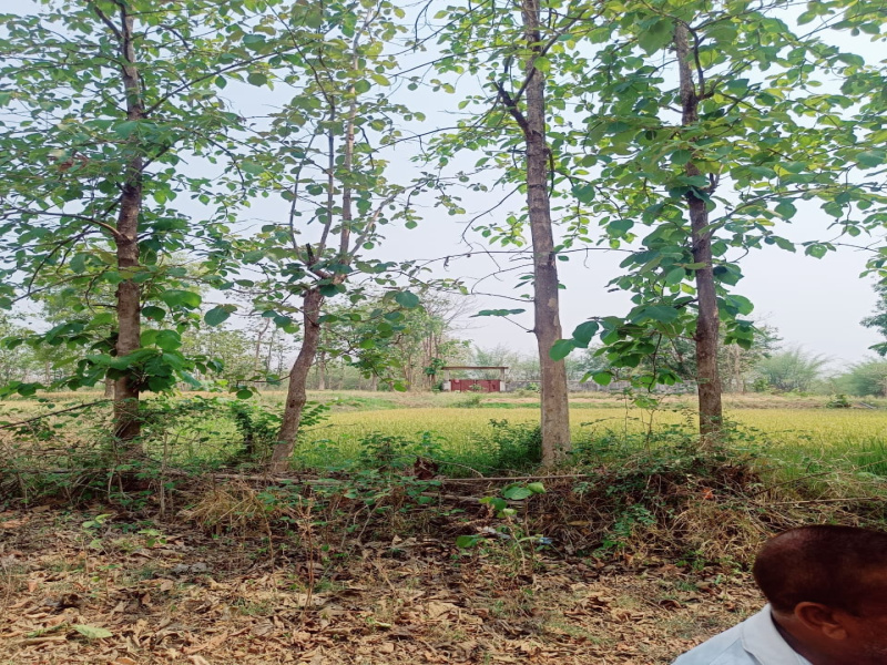  Agricultural Land 18 Hectares for Sale in Ganeshpur, Bhandara