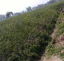  Agricultural Land for Sale in Dibai, Bulandshahr