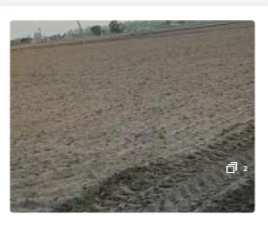 Agricultural Land 435600 Sq.ft. for Sale in Dhuri, Sangrur