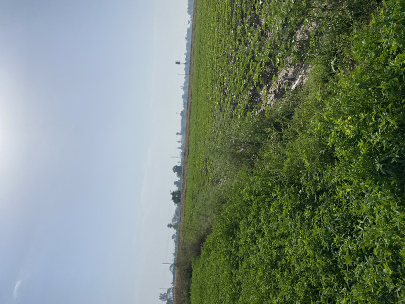 Agricultural Land 36 Bigha for Sale in