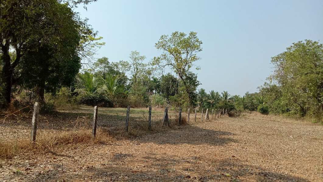 Agricultural Land 13 Guntha for Sale in Sawantwadi, Sindhudurg