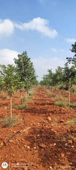 Orvakal, Kurnool photo 4