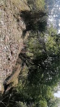  Commercial Land for Sale in Mall Road, Almora