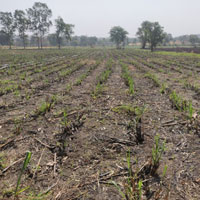  Agricultural Land for Sale in Narsinghpur Road, Chhindwara