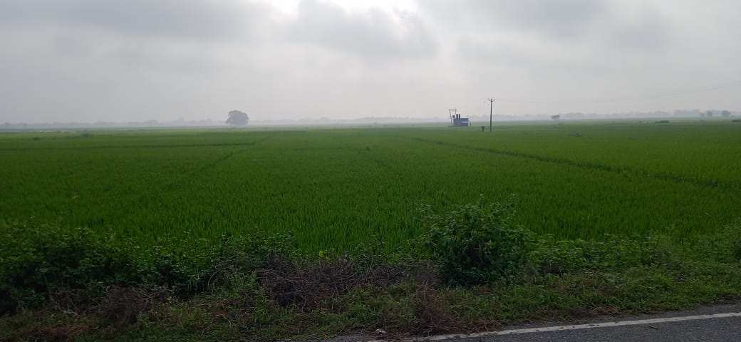 Agricultural Land 1563 Bigha for Sale in Dhapa, Kolkata