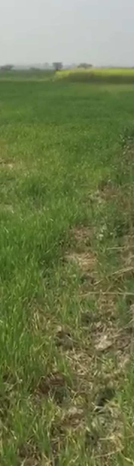  Agricultural Land 2 Hectares for Sale in Hasanganj, Unnao