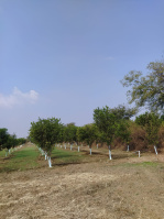  Agricultural Land for Sale in Katol, Nagpur