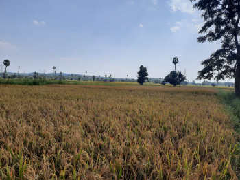  Agricultural Land for Sale in Lachapet, Kamareddy