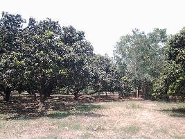  Agricultural Land for Sale in Dhanauri, Haridwar