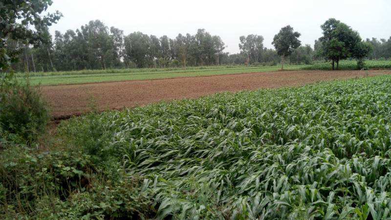 Agricultural Land 8 Bigha for Sale in Imlikhera, Haridwar