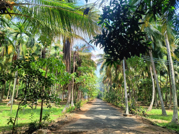  Agricultural Land for Sale in Periyakulam, Theni