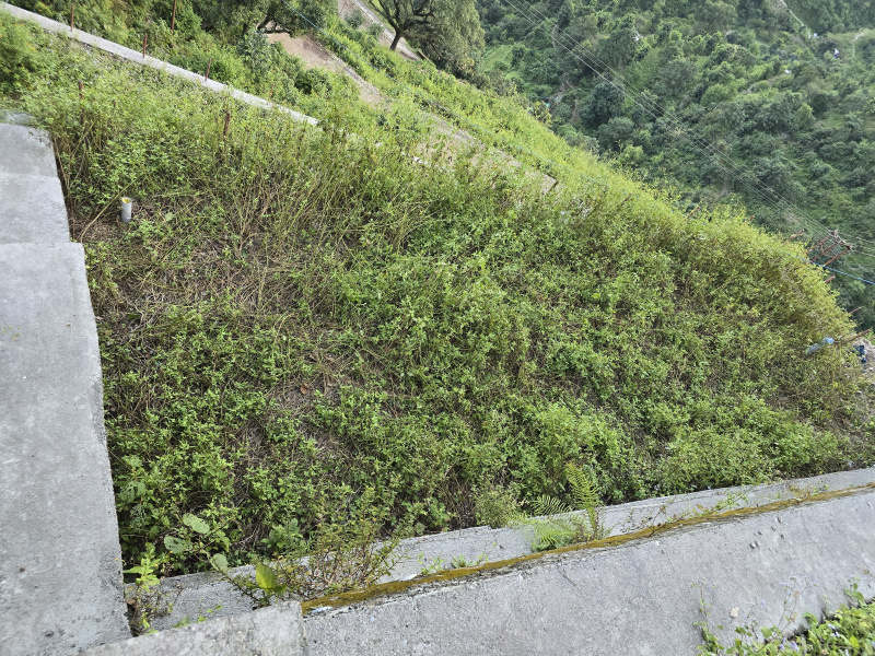  3 Bigha Agricultural/Farm Land for Sale in Thano, Dehradun