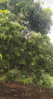 Agricultural Land for Sale in Chatrai, Krishna