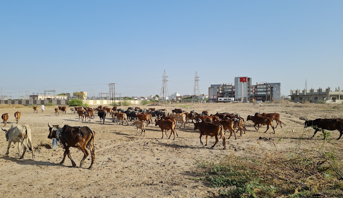  11616 Sq. Yards Residential Plot for Sale in Dholera, Ahmedabad