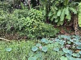  Residential Plot for Sale in Vittal, Mangalore