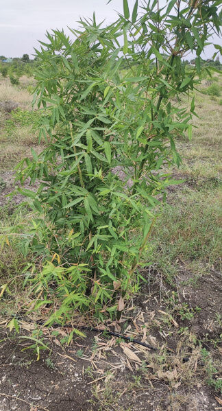  Agricultural Land 5 Acre for Sale in Kallikudi, Madurai