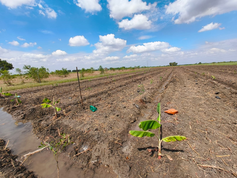  Agricultural Land 25 Cent for Sale in Kariapatti, Virudhunagar