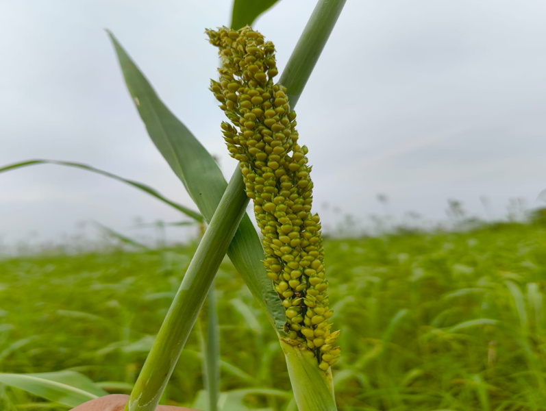  Agricultural Land 25 Cent for Sale in Kariapatti, Virudhunagar