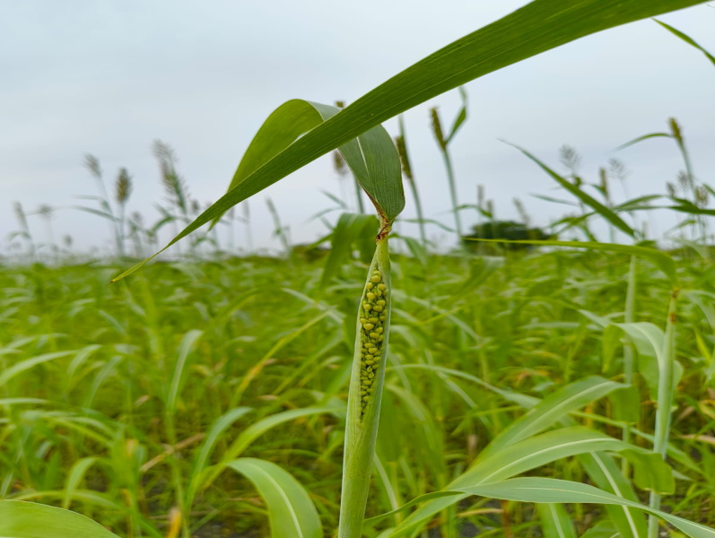  Agricultural Land 4 Acre for Sale in Perali Road, Virudhunagar