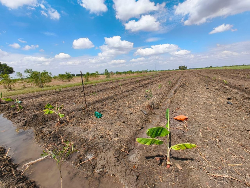  Agricultural Land 4 Acre for Sale in Kariapatti, Virudhunagar