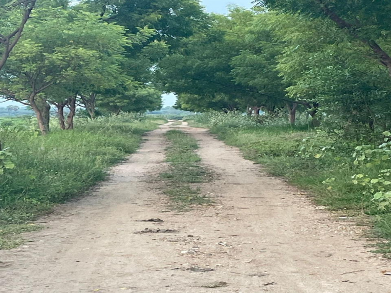  Agricultural Land 4 Acre for Sale in Kariapatti, Virudhunagar