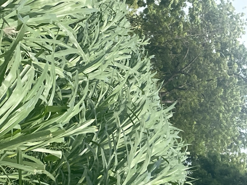  4 Acre Agricultural/Farm Land for Sale in Kariapatti, Virudhunagar