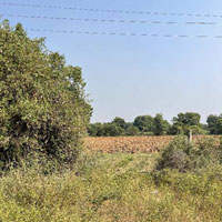  Agricultural Land for Sale in Palaj, Gandhinagar