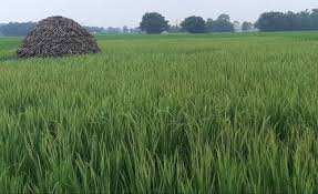  Agricultural Land for Sale in Jahangirpur, Gautam Buddha Nagar