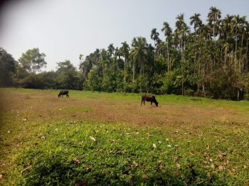 70 Cent Agricultural Land for Sale in Puttur, Mangalore
