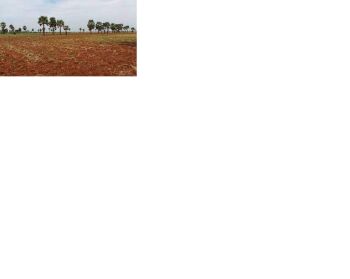  Agricultural Land for Sale in Thadikombu, Dindigul