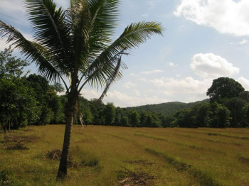  Agricultural Land for Sale in South Goa