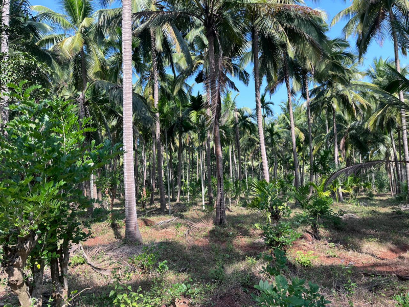  291000 Sq. Meter Residential Plot for Sale in Sanguem, South Goa