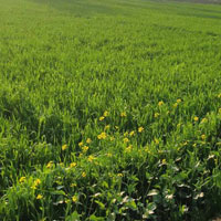  Agricultural Land for Sale in Tilhar, Shahjahanpur
