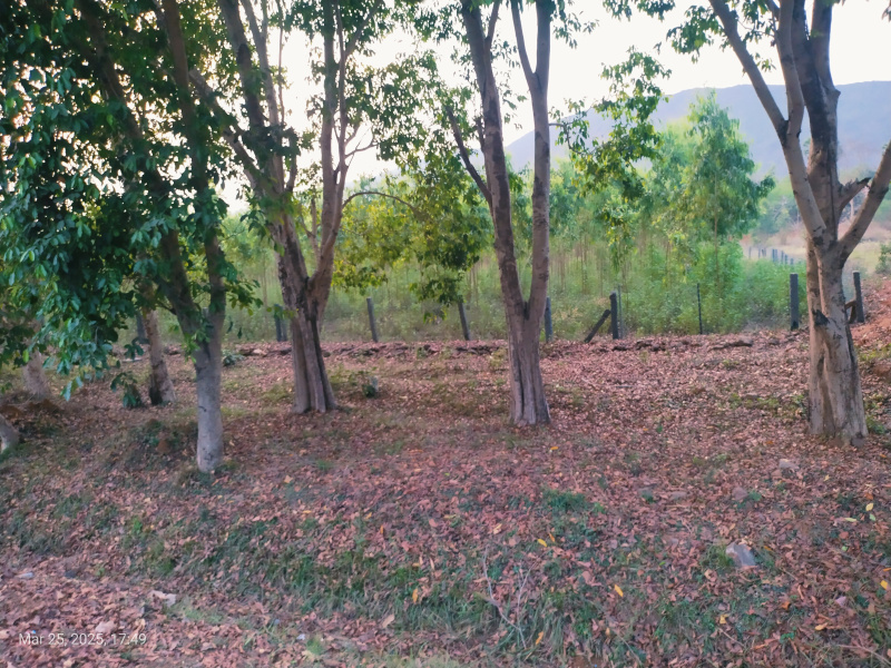  Residential Plot 24 Cent for Sale in Narsipatnam, Visakhapatnam