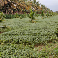  Agricultural Land for Sale in Cumbum, Theni