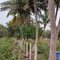  Agricultural Land for Sale in Shankarpally, Hyderabad