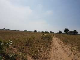  Agricultural Land for Sale in Sambhar, Jaipur