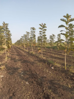  Agricultural Land for Sale in Mominpet Mandal, Vikarabad