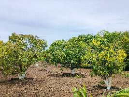  Agricultural Land for Sale in Acharapakkam, Chengalpattu, Chennai