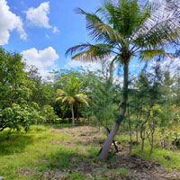 Agricultural Land for Sale in Acharapakkam, Chengalpattu