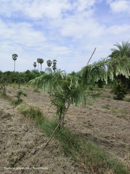  Agricultural Land for Sale in Uthiramerur, Kanchipuram