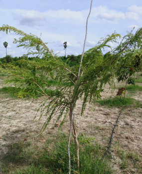  Agricultural Land for Sale in Acharapakkam, Chengalpattu