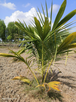 Agricultural Land for Sale in Chengalpet, Chennai